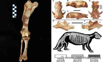 Fossils: Newly discovered species of SLOTH roamed the Dominican Republic 5,000 years ago