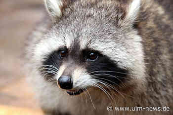 Zusammenstoß mit Waschbär