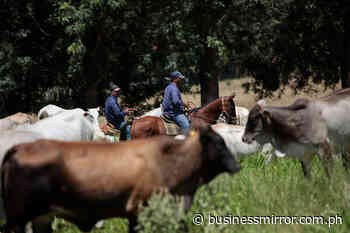 DA: Import ban on beef, cattle from Brazil to stay | Jasper Y. Arcalas - Business Mirror