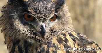 Minnesota Zoo tells Apple Valley neighbors to be on the lookout for feathered escapee