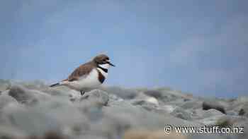 Improved survival rates for braided river birds in the Mackenzie Basin - Stuff.co.nz