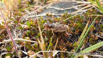 Rare wētā discovered in Mackenzie Basin sanctuary - Stuff.co.nz