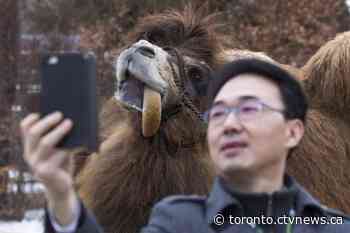 Guests will need to be fully vaccinated against COVID-19 to visit Toronto Zoo