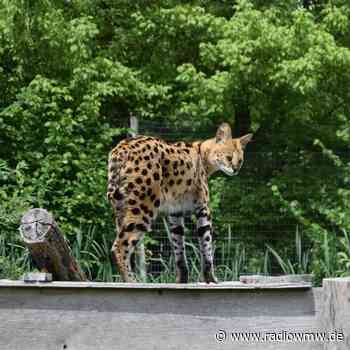 STADTLOHN: RAUBKATZE WIEDER BEIM BESITZER - RADIO WMW - RADIO WMW