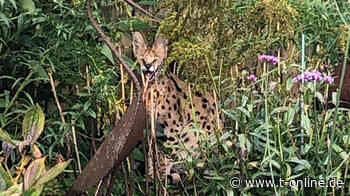 Stadtlohn: Exotische Wildkatze sorgt für Leoparden-Alarm im Münsterland - t-online