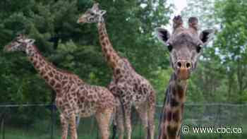 Toronto Zoo introduces mandatory COVID-19 vaccine policy for all visitors