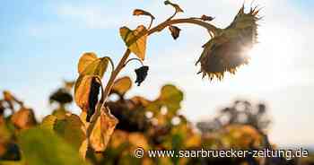 nach Streit: Grüne im Landkreis Neunkirchen machen sich Sorgen - Saarbrücker Zeitung
