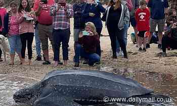 Massive 600 pound leatherback turtle returned to the ocean after it got stuck in a Cape Cod river 