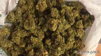 Spaccio di marijuana a Enna, giovane sorpresa alla fermata dei pullman e arrestata - Giornale di Sicilia