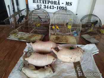 Flagrados com tatus, cotia e animais silvestres em cativeiro, caçadores são presos e multados em R$ 36,5 mil - G1