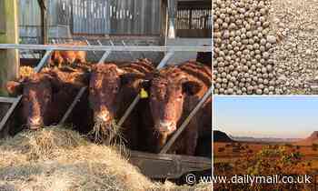 Cadbury's, Cathedral City and Anchor among brands fuelling deforestation, investigation claims