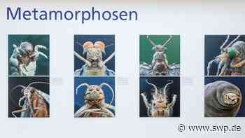 Foto-Ausstellung: Reise ins Insektenreich: „Metamorphosen“ im Stadthaus Ulm - SWP