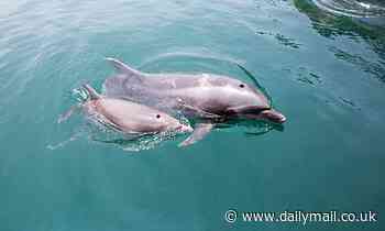 Dolphins living off the coast of Wales 'whistle at the highest frequencies in the world'