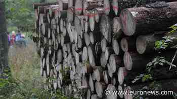 Polish activists protest as logging resumes in Bialowieza forest - Euronews