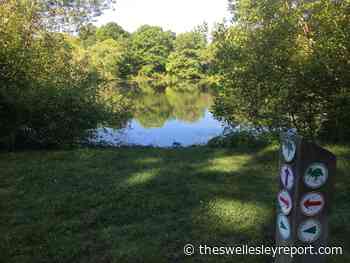 Wellesley Town Forest Trails guided walk on Oct. 16 - The Swellesley Report