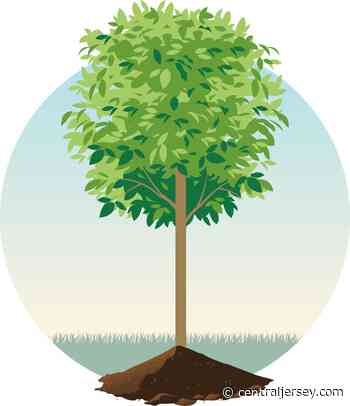 Swaths of Atlantic white cedar forest totaling 10,000 acres to be restored - centraljersey.com