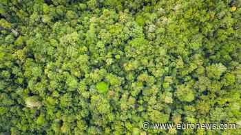 Why has Indonesia ended a multi-million euro forest protection deal with Norway? - Euronews