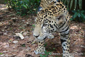 Fire and forest loss ignite concern for Brazilian Amazon's jaguars - Mongabay.com