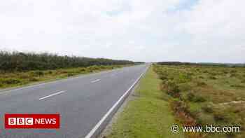 New Forest animal deaths: Council backs average speed cameras - BBC News