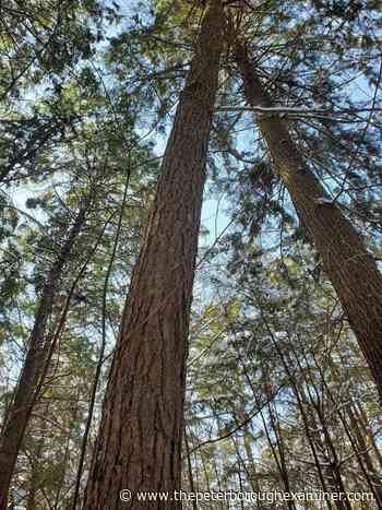 Buckhorn: Catchacoma Forest deserves our protection | ThePeterboroughExaminer.com - ThePeterboroughExaminer.com