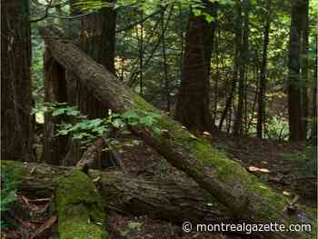 Kramberger: Good news for activists seeking to preserve Sandy Beach forest - Montreal Gazette