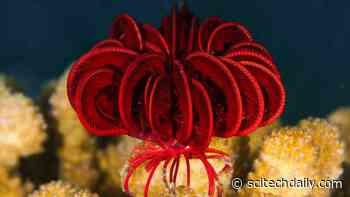 Build Back Smaller? Extinction and Origination Patterns Change After Mass Extinctions