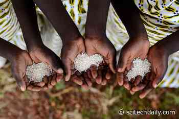 Strong El Niño Drives Nearly 6 Million Children Into Severe Hunger