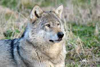 Give us a howl if wolves bother you, forest service urges - Eng.Lsm.lv
