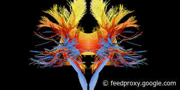 How Your Brain Constructs You