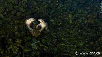 Stunning polar bear, bird portraits earn Canadians Wildlife Photographer of the Year awards