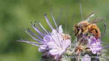 Sask. honey company helping bees with pollinator pasture program
