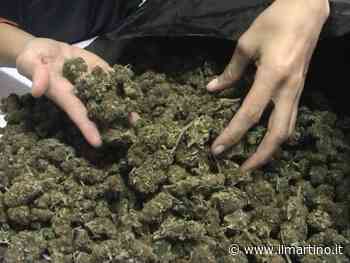 Fermo: trovati in possesso di cannabis, due persone segnalate - Il Martino