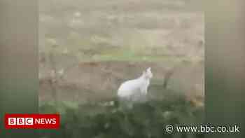 Rare white wallaby spotted on the hop in Kenilworth field
