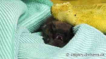 Calgary bookstore bat saved by Alberta wildlife group - CTV News Calgary