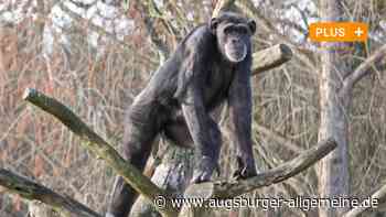 Augsburger Zoo darf die Schimpansen behalten - Augsburger Allgemeine