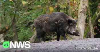 Extra oppassen voor everzwijnen op de weg in Mol: "Oogstmachines jagen de dieren op" - VRT NWS