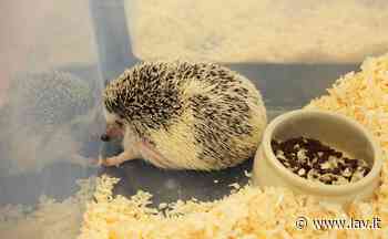 La fine del commercio di animali esotici. Approccio One Health per prevenzione zoonosi - LAV