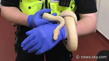 Couple call police after finding 5ft snake in their bedroom in Dudley - Sky News
