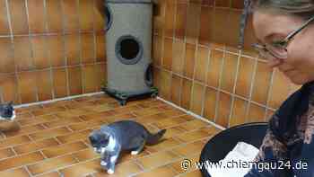 Traunstein: Verwahrloste Katzenbabys werden von Tierärztin gerettet - chiemgau24.de