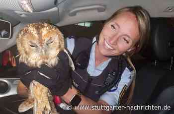 Kurioser Polizeieinsatz bei Sindelfingen - Stein auf der A81 entpuppt sich als Waldkauz - Stuttgarter Nachrichten