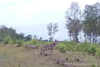 Wolvenexperts uit verschillende landen samen aan tafel om kennis uit te wisselen