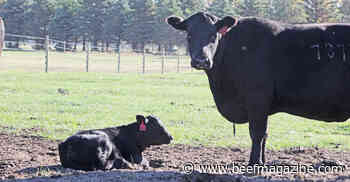 Manage high nitrates with pregnant cows