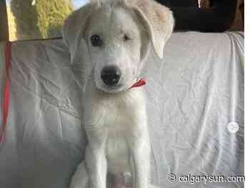One-eyed dog from Jordan looking for a forever home in Toronto - Calgary Sun
