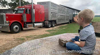 Shipping day on the ranch