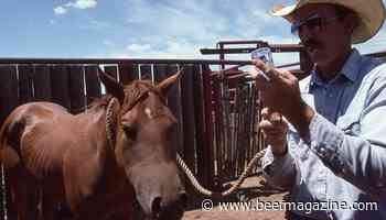 How to deal with snakebite in livestock, horses