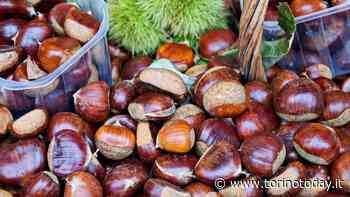 Torna a Cuneo la Fiera del Marrone: una delle più importanti rassegne enogastronomiche d'Italia - TorinoToday