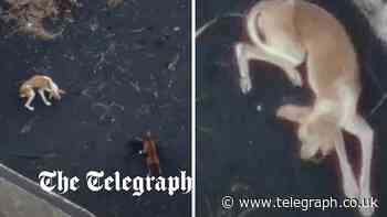 Drones drop food parcels to ash-covered dogs trapped by lava in La Palma - Telegraph.co.uk