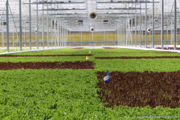 Greenhouse lettuce grower acquires East Coast operation