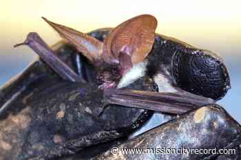 Extremely rare bat 'spotted' in Chilliwack – Mission City Record - Mission City Record