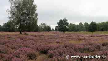 Spezialisten sprengen Panzerminen in der Tangersdorfer Heide - Nordkurier
